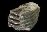 Partial Southern Mammoth Molar - Hungary #149873-1